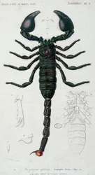 Afrikai Skorpió (Skorpió) (színes gravírozás)